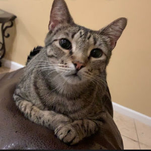 Meet your Posher, Destiny